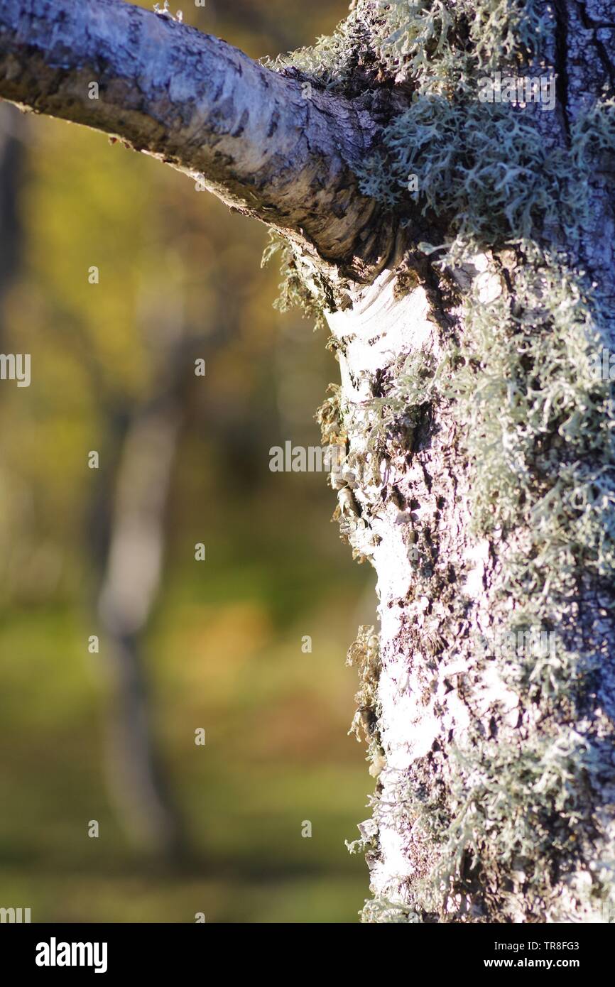 Natural Background of Oakmoss Lichen (Evernia prunastri) on Silver Birch Tree Trunks (Betula pendula). Muir of Dinnet NNR, Cairngorms, Scotland, UK. Stock Photo