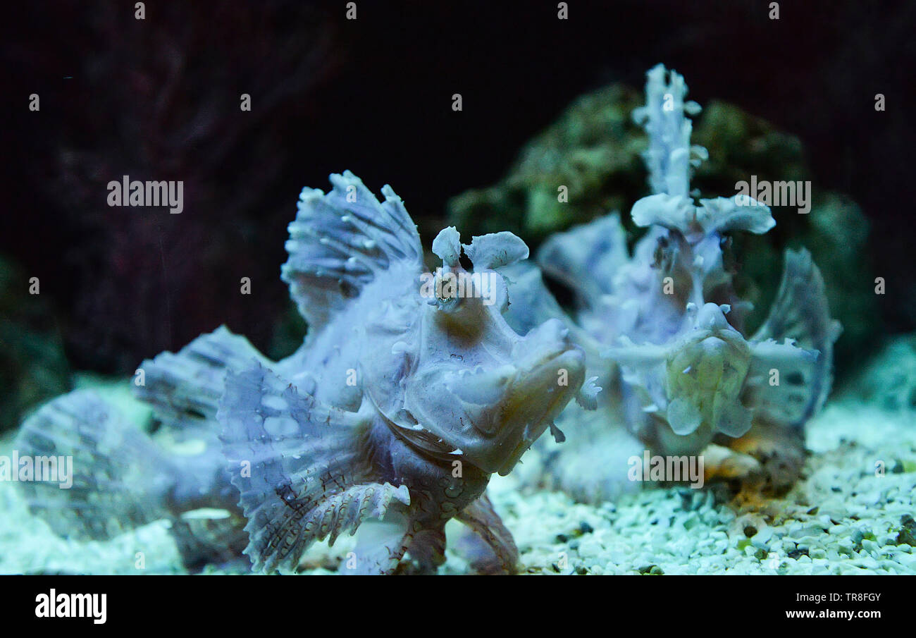 Weedy scorpionfish swimming fish tank underwater aquarium / Rhinopias frondosa leaf scorpion fish Stock Photo