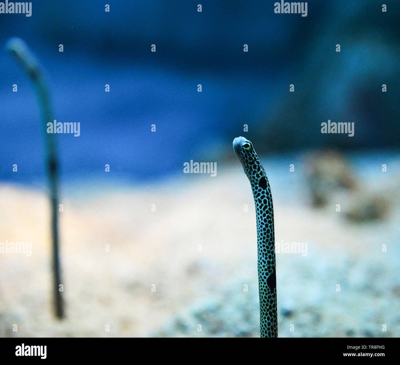 Sea eel small - spotted garden eel swimming underwater ocean Stock Photo