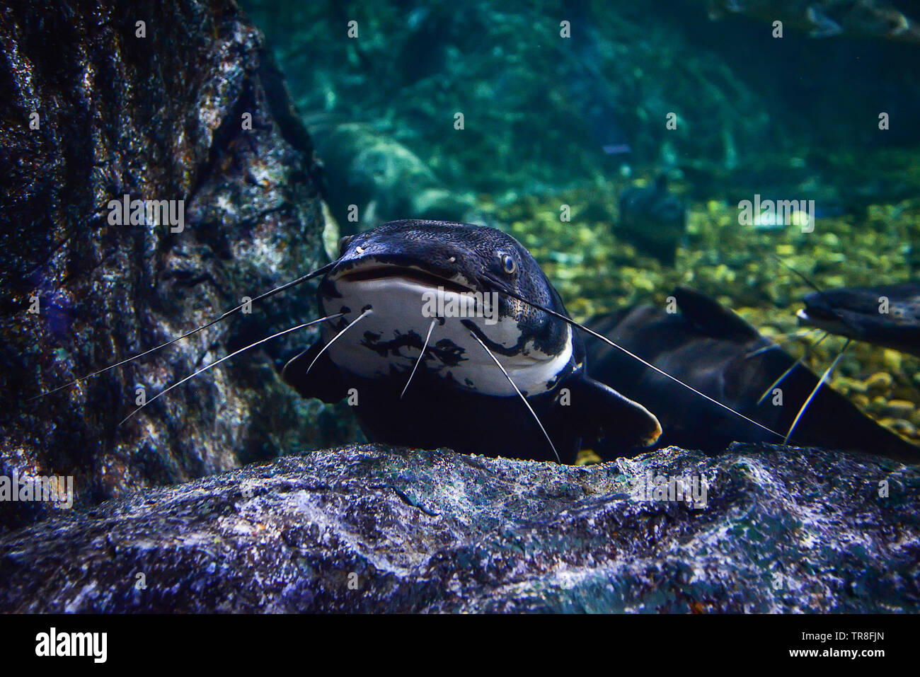 Catfish swimming underwater photography marine life / Redtail catfish black Phractocephalus hemioliopterus Stock Photo