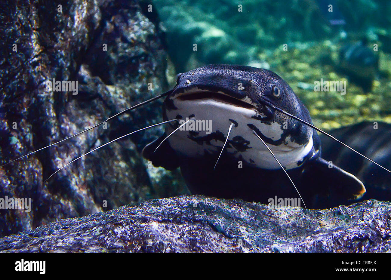 Catfish swimming underwater photography marine life - Redtail catfish black Phractocephalus hemioliopterus Stock Photo
