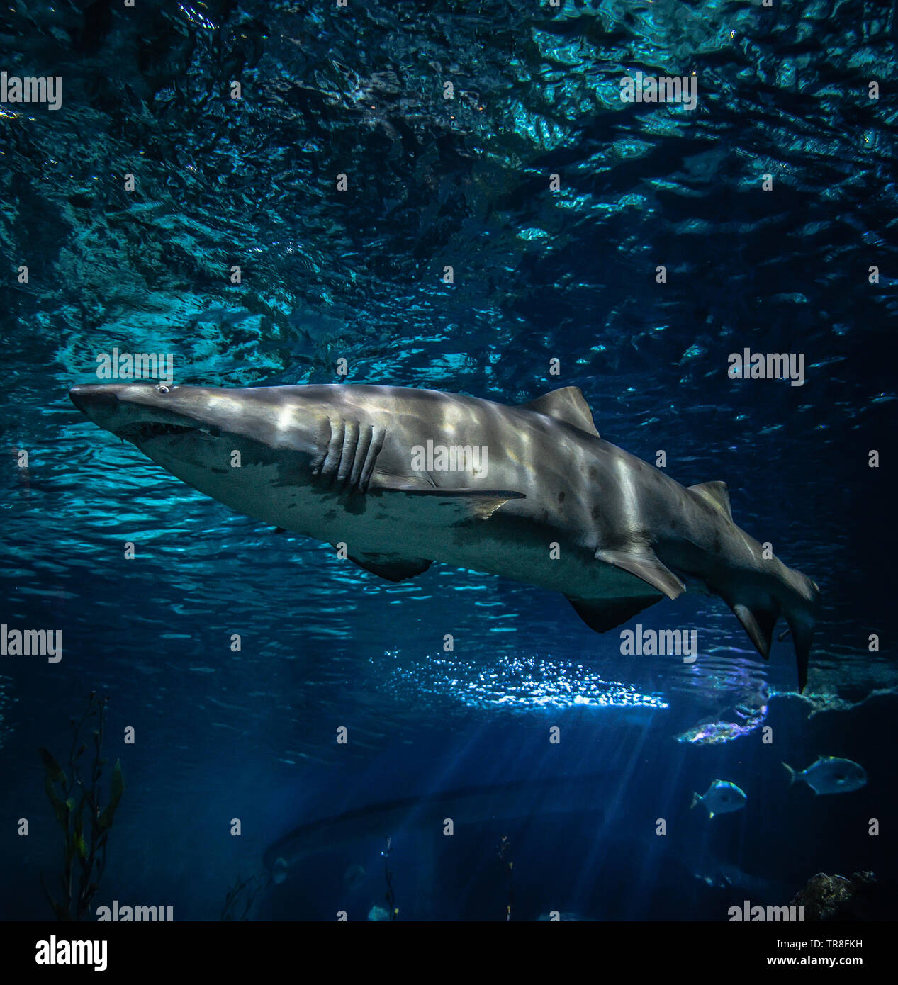 Sand tiger shark swimming marine life in the ocean / ragged tooth shark picture sea underwater Stock Photo
