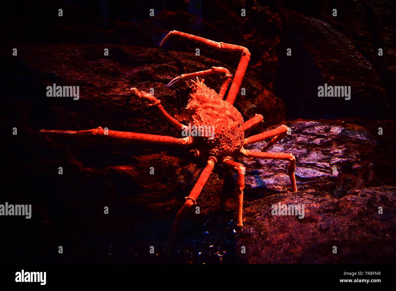 Japanese giant spider crab swimming underwater aquariumun on the rock
