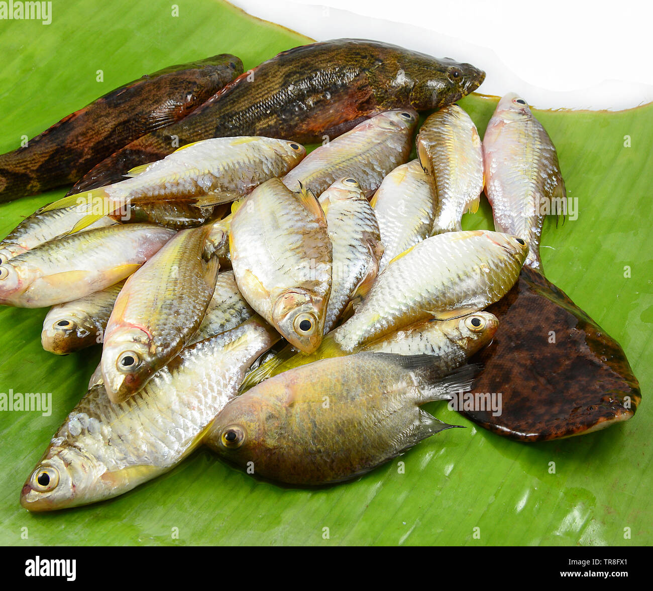 fresh small fish various types with fish goby siamese mud carp on