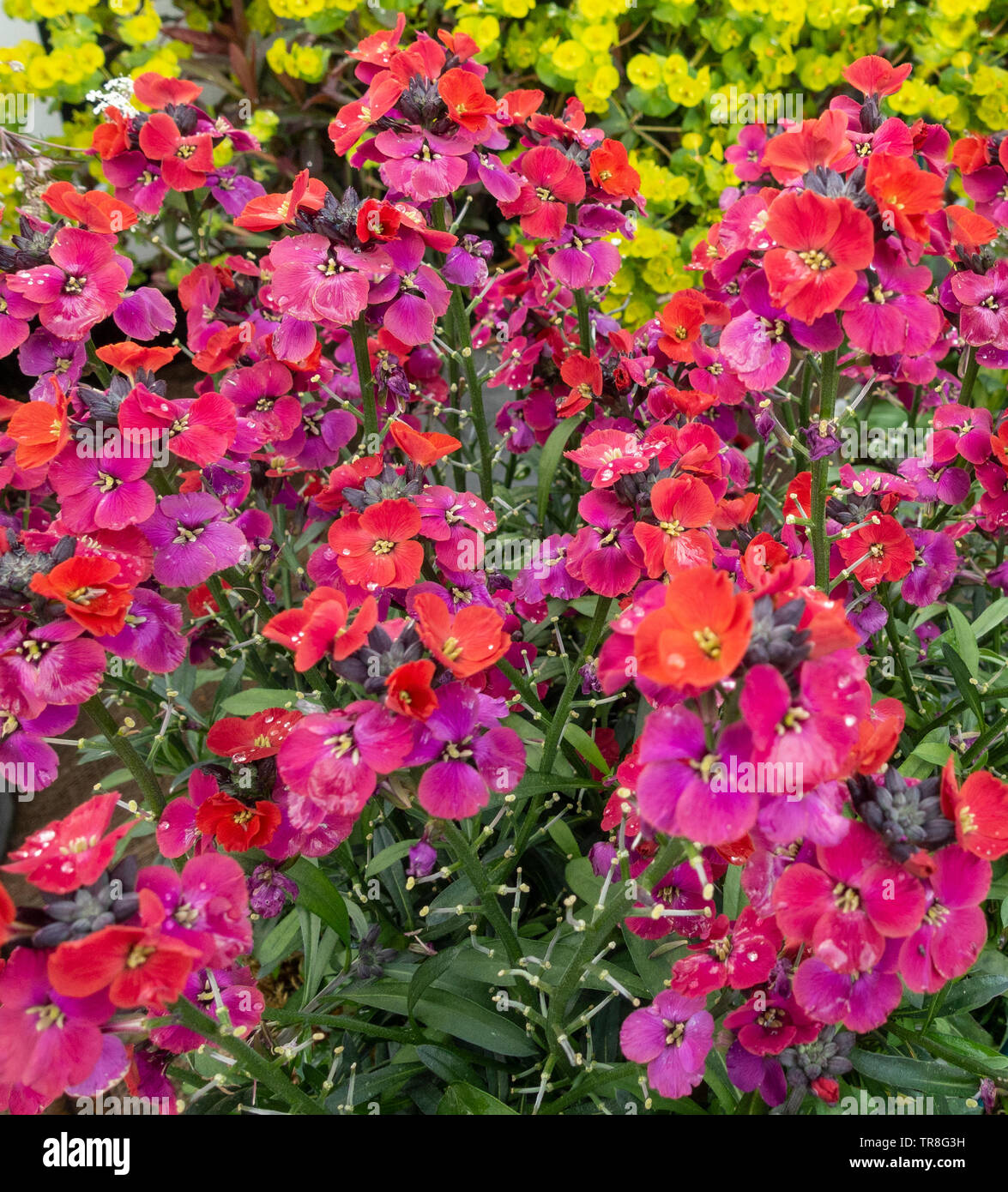 A clump of Erysimum 'Red Jep', a perennial wallflower in shades of red and purple. Stock Photo