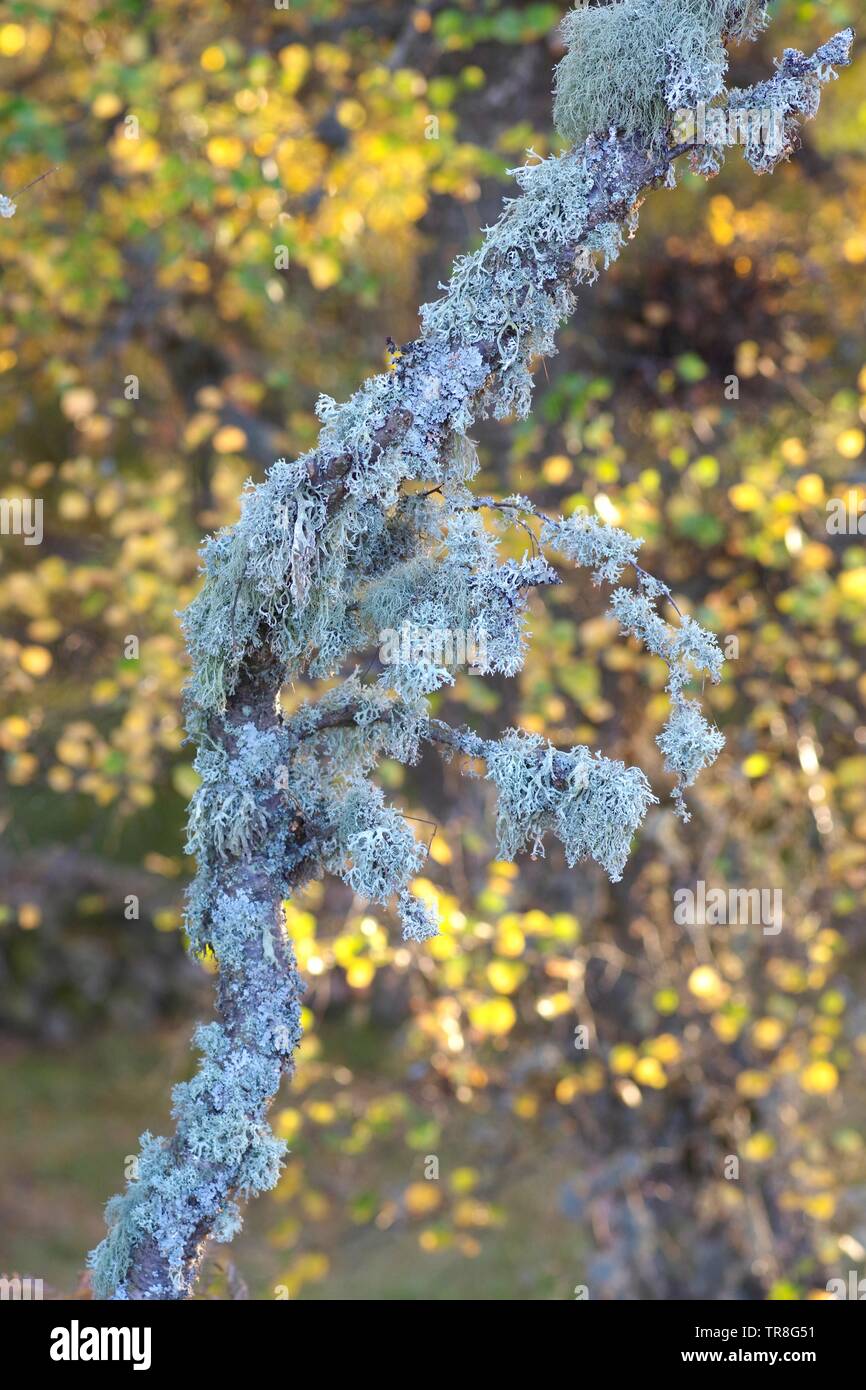 Natural Background of Oakmoss Lichen (Evernia prunastri) on Silver Birch Tree Twig (Betula pendula). Muir of Dinnet NNR, Cairngorms, Scotland, UK. Stock Photo