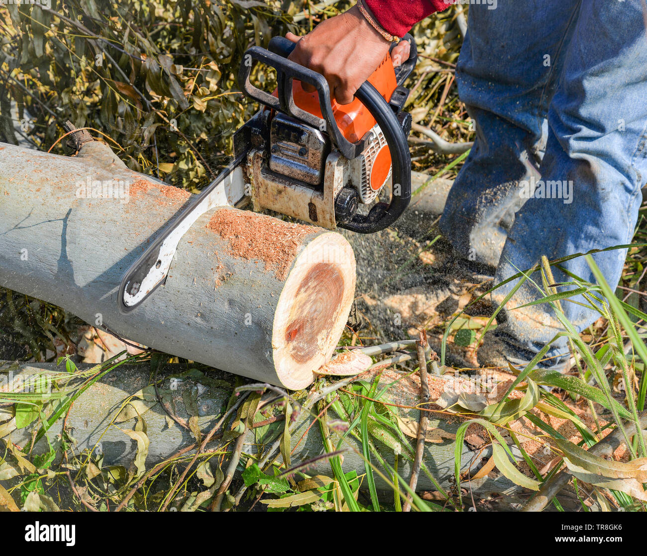 Man hands cutting trunk saws tree with chainsaw woodcutter for sawmill