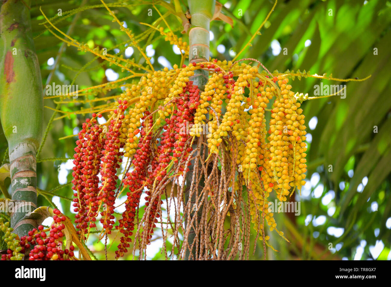 Date palm fruit - Sealing wax palm on the tree Stock Photo - Alamy
