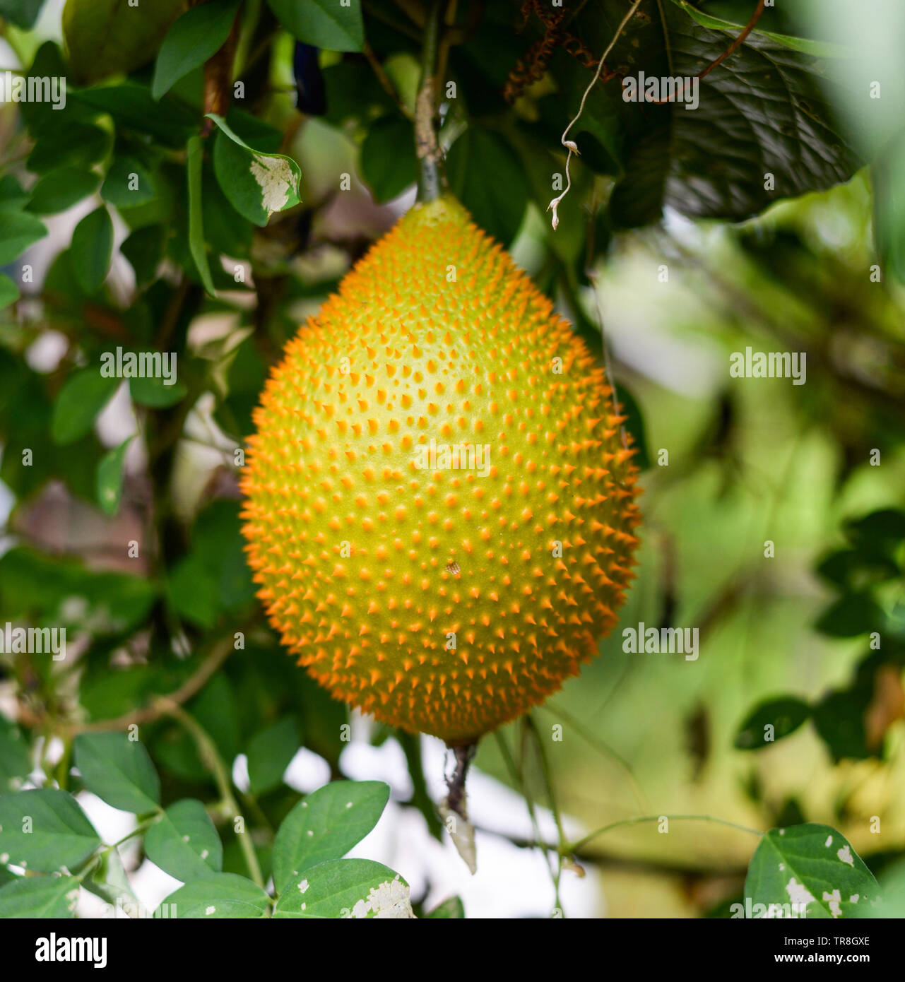 Gac fruit hang on vine in farm / Other names Baby jackfruit, Cochinchin gourd, Spiny bitter gourd Stock Photo