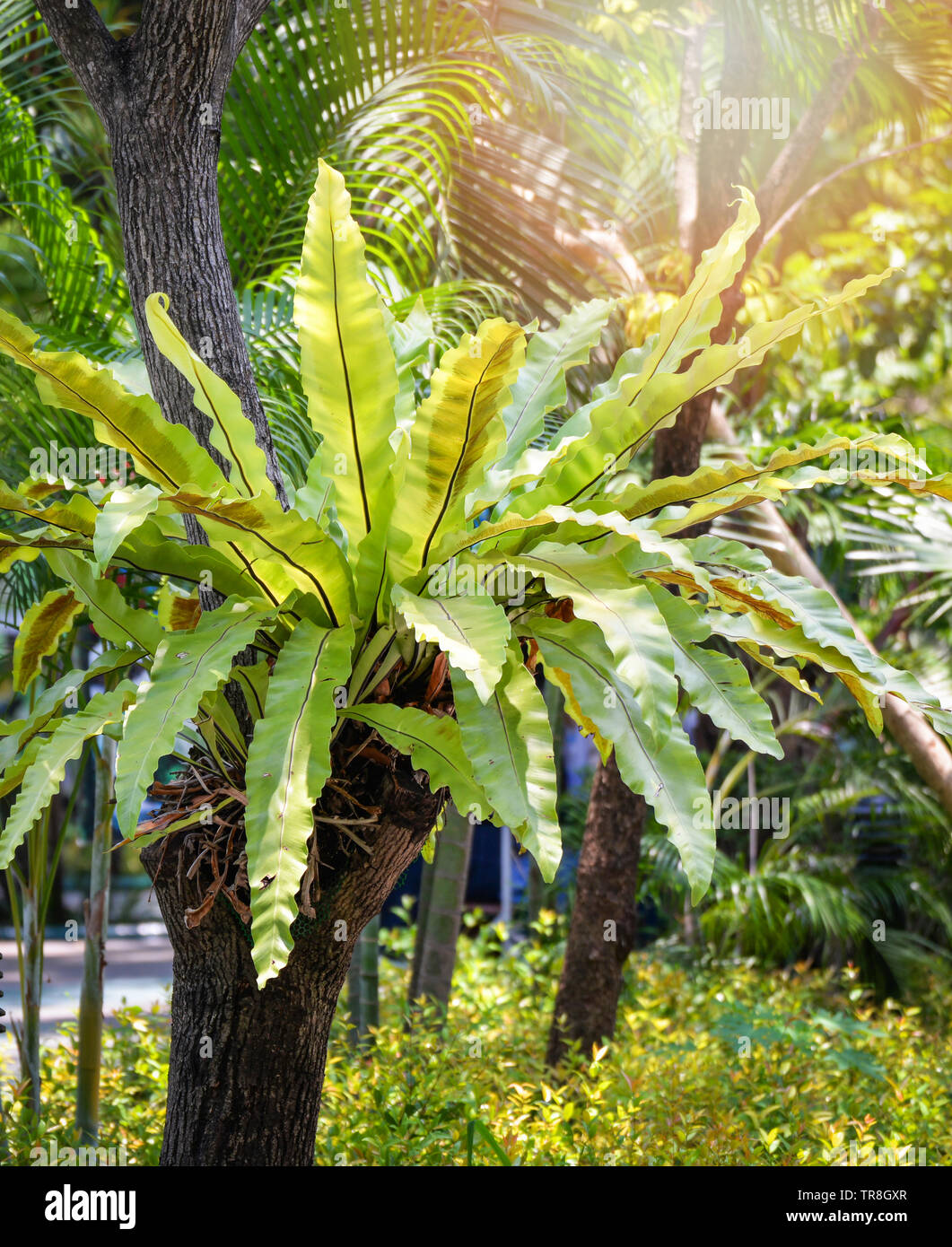 Green leaves of Bird's nest fern tropical plant growing on tree in the garden summer park