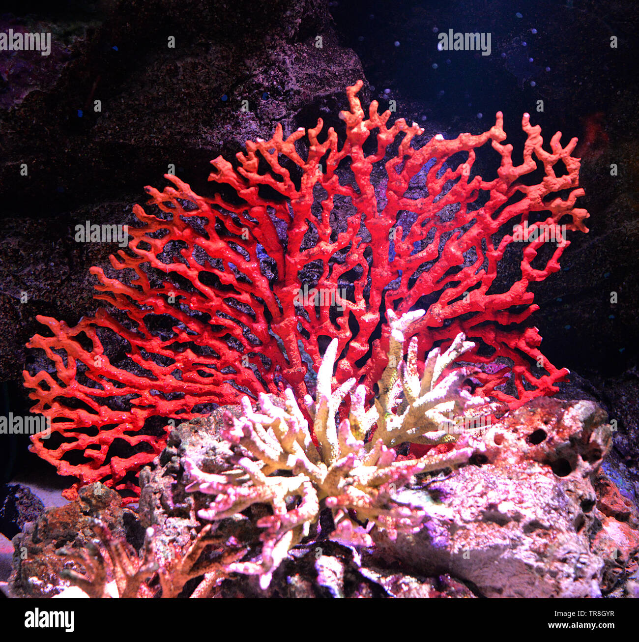 Flower sea living red coral reef growing on the rocks  marine life underwater ocean Stock Photo