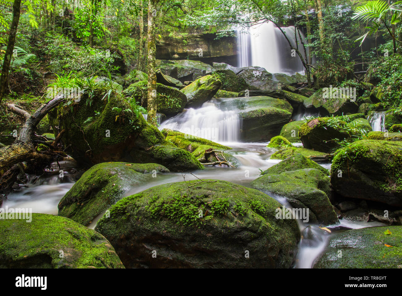 Beautiful waterfall with red green moss on stone stream water flow in the jungle tropical forest at Phukradueng Loei Thailand Stock Photo