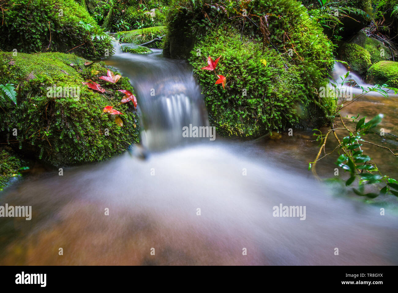 Small waterfall with red maple leaf and green moss on stone stream water flow in the jungle forest Stock Photo