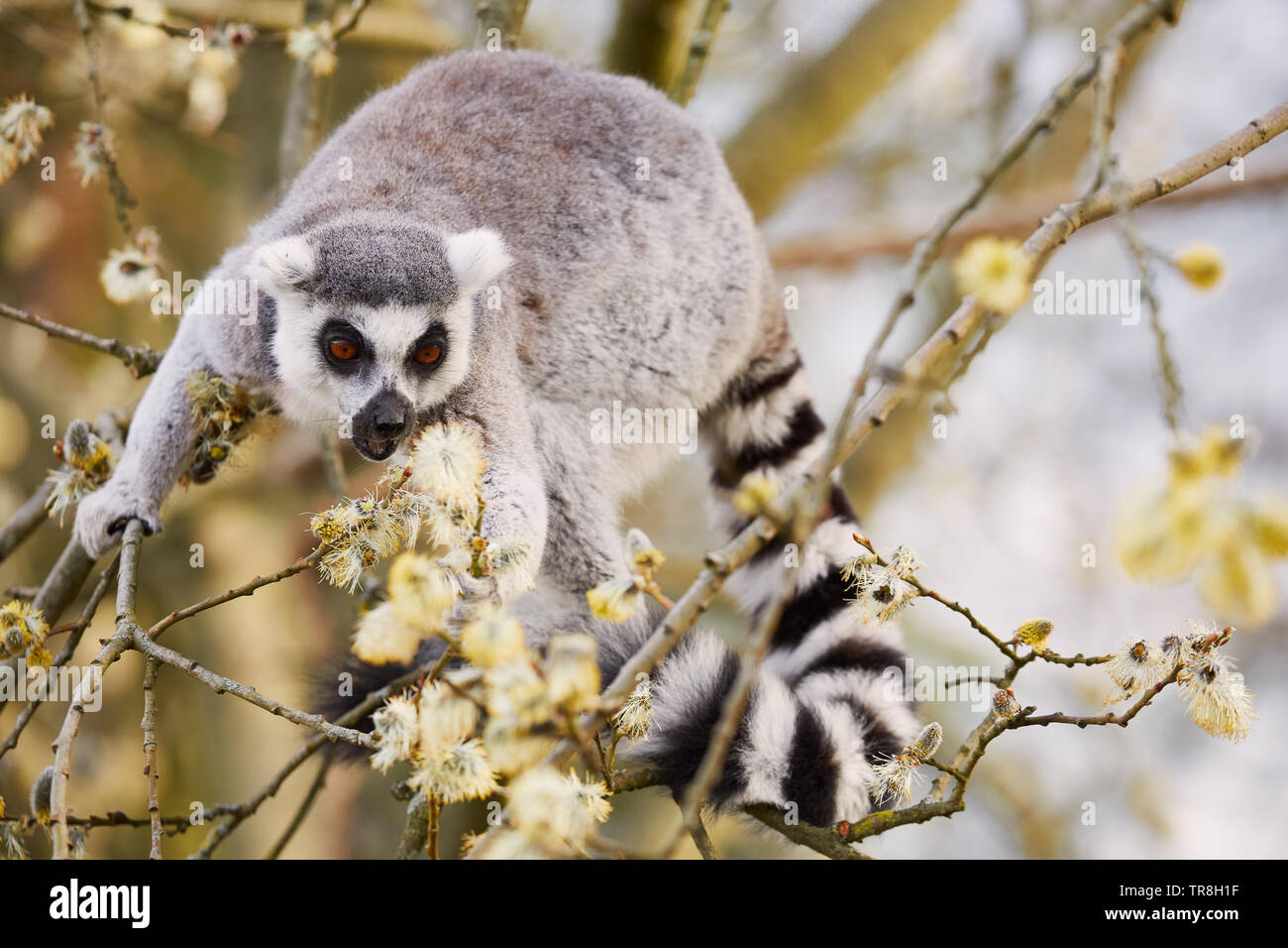 Ring-tailed Lemur in a tree, eating insects from the blossom Stock Photo