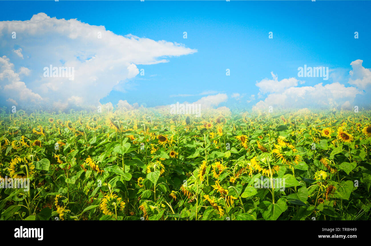 Sunflower field with cloudy blue sky background Stock Photo - Alamy