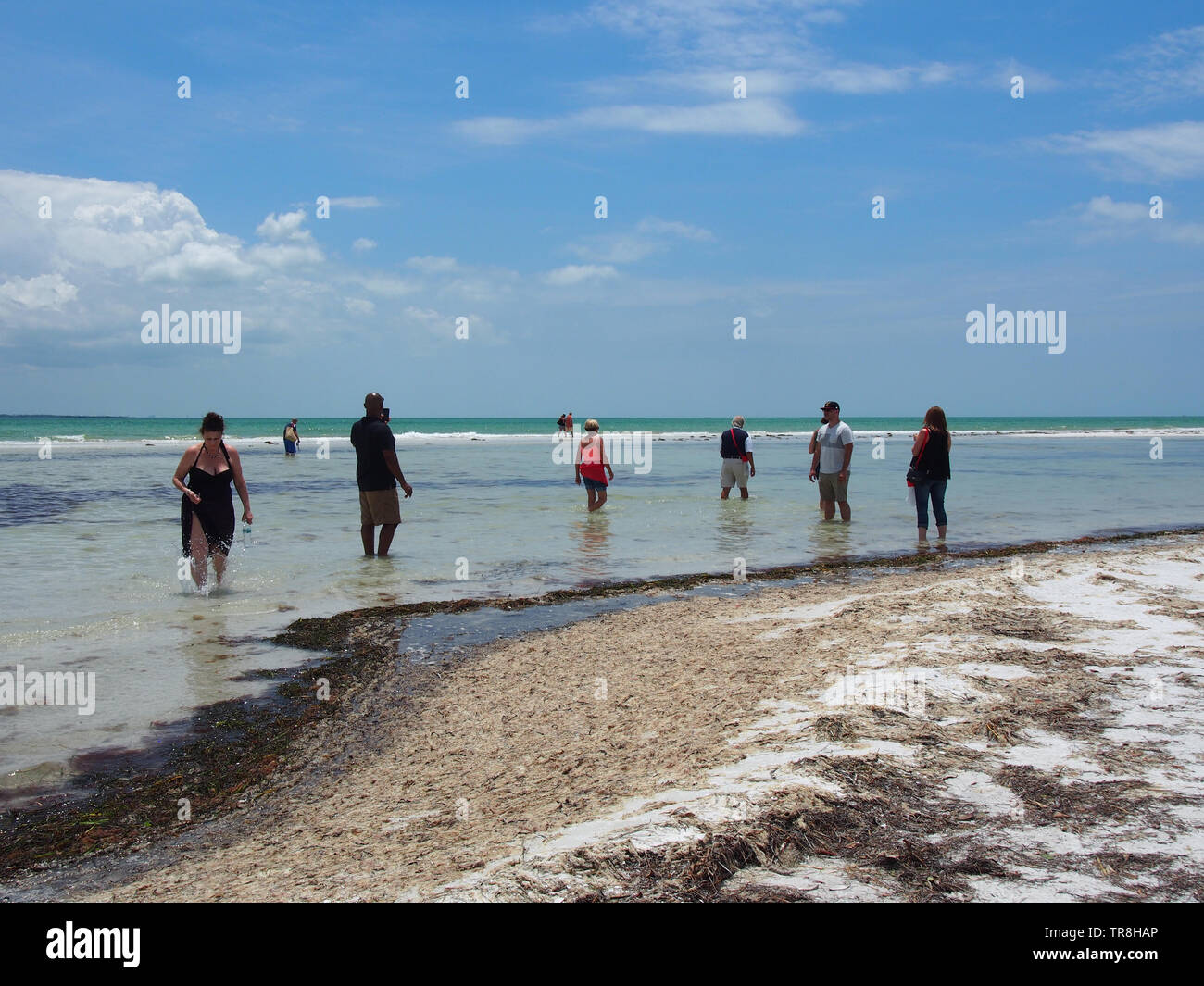Tourists Shelling at Anclote Key, Florida, USA, May 9, 2019, © Katharine Andriotis Stock Photo