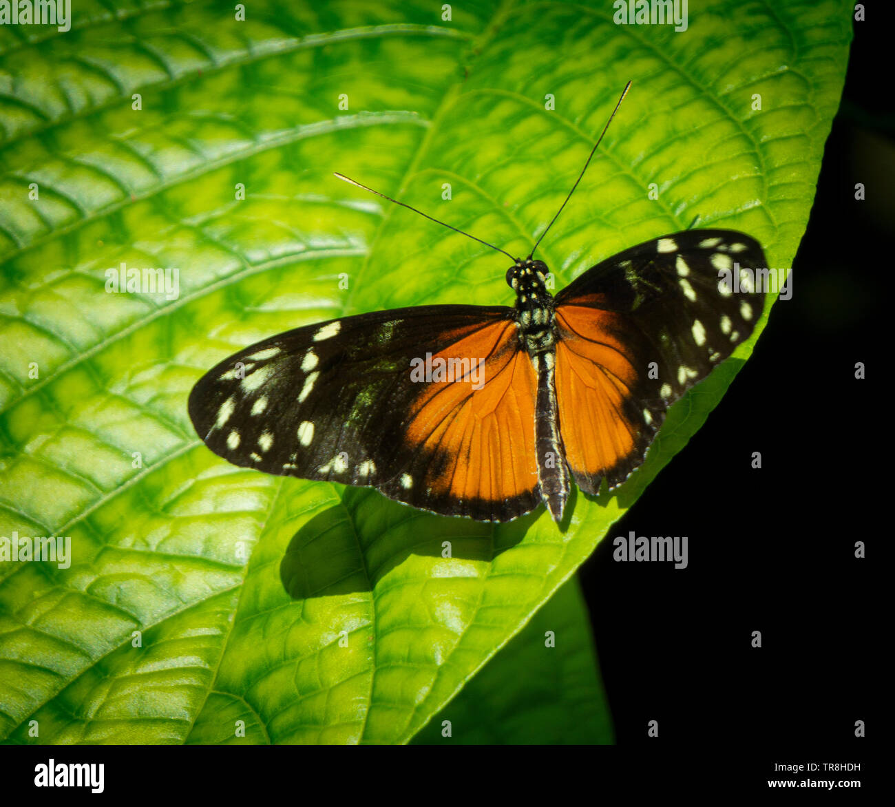 brush-footed butterfly Calgary Zoo Alberta Canada Stock Photo