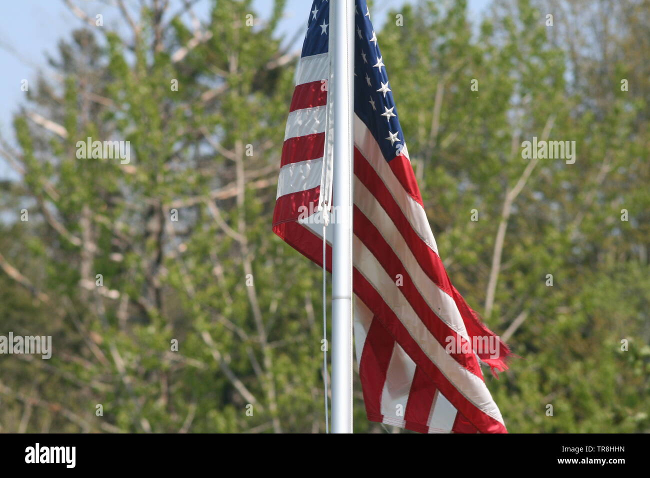 American flag waving on pole with tree in the background, go red white and blue American Flag a waving in the breeze Stock Photo