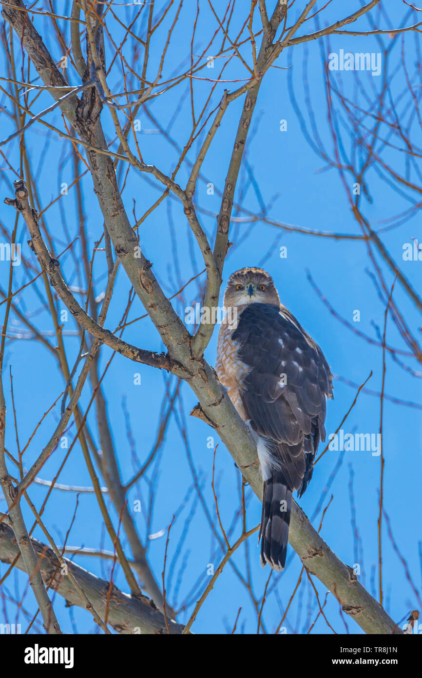 Sharp-shinned Hawk (Accipiter striatus) sitting in Narrowleaf Cottonwood tree, eyeing photographer. Castle Rock Colorado US. Photo taken in March. Stock Photo