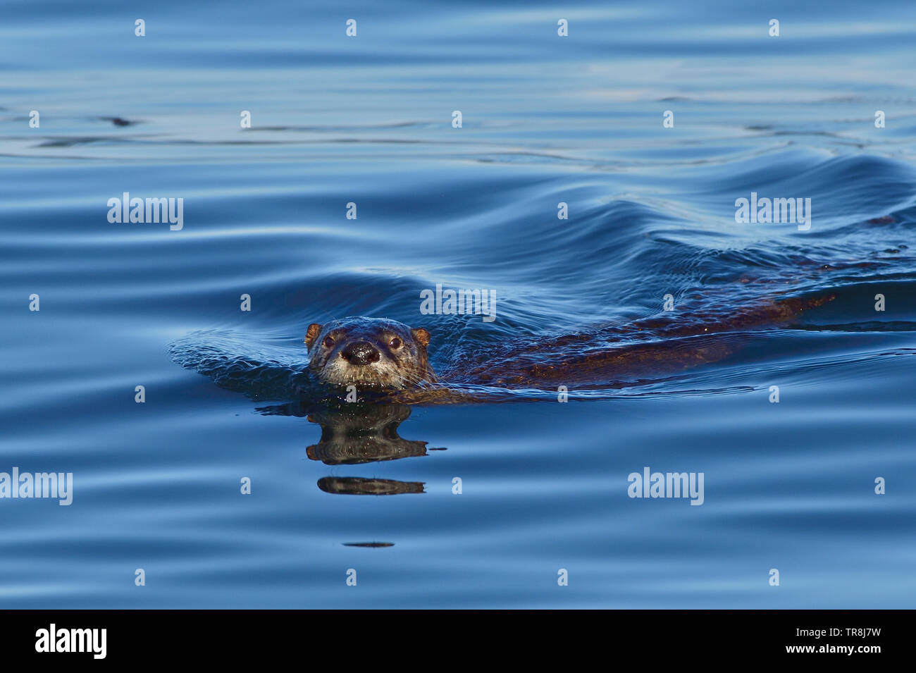 A river otter "Lutra canadensis", swimming in the blue waters of the Stewart Channel off the coast of Vancouver Island British Columbia Canada Stock Photo