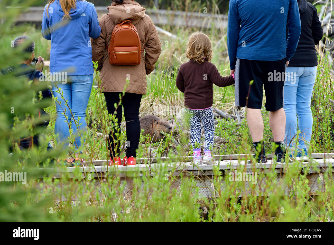People watching a wild beaver as he forages for some tasty willow saplings Stock Photo