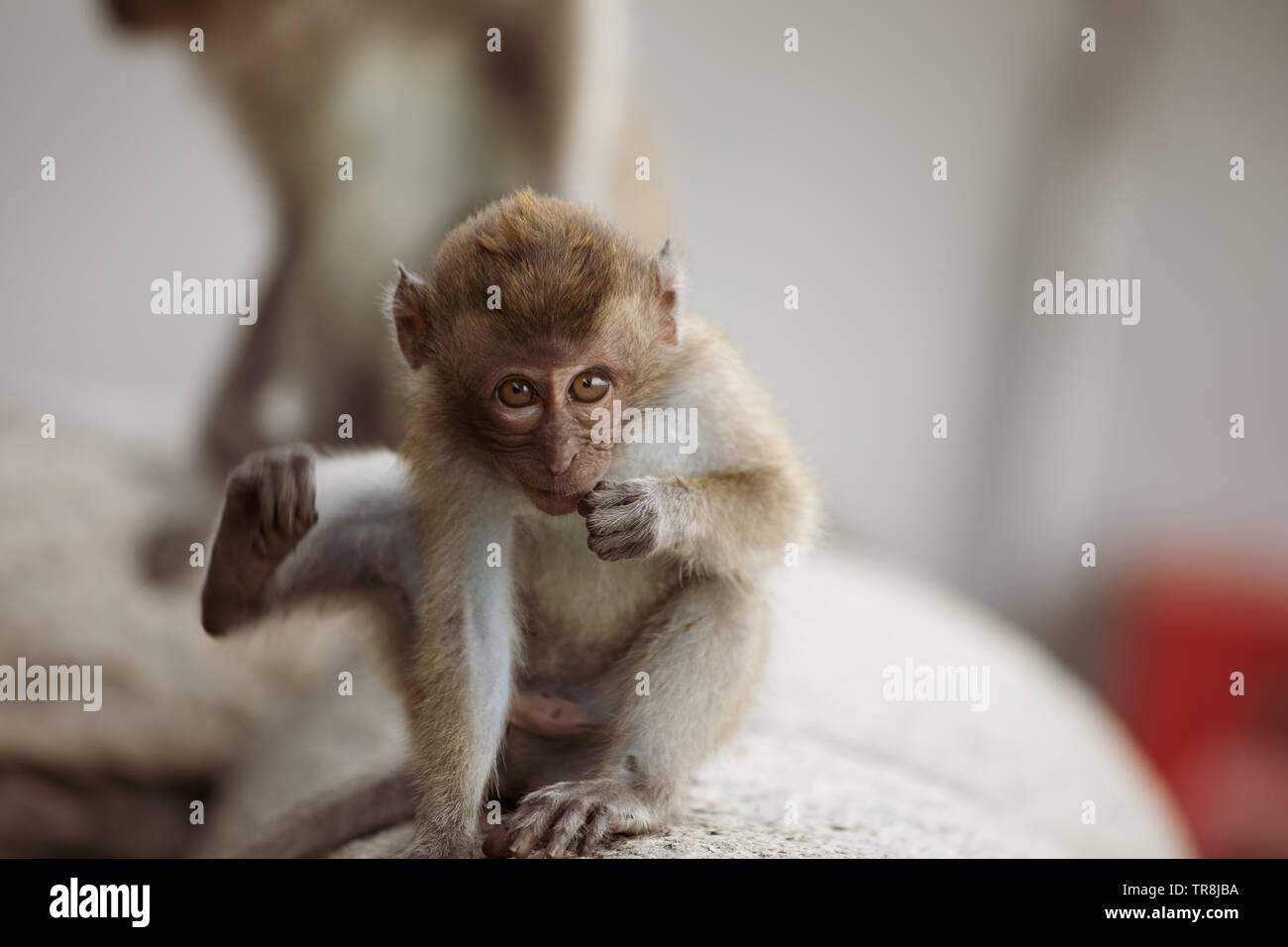 Adorable Cute Little Monkey Pausing Stock Photo Alamy