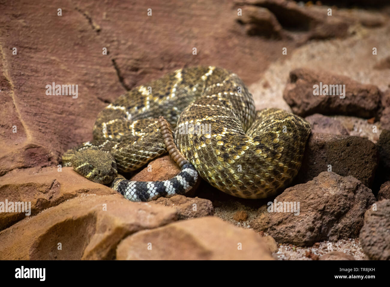 Western diamondback rattlesnake is a venomous rattlesnake species found in the southwestern United States and Mexico Stock Photo