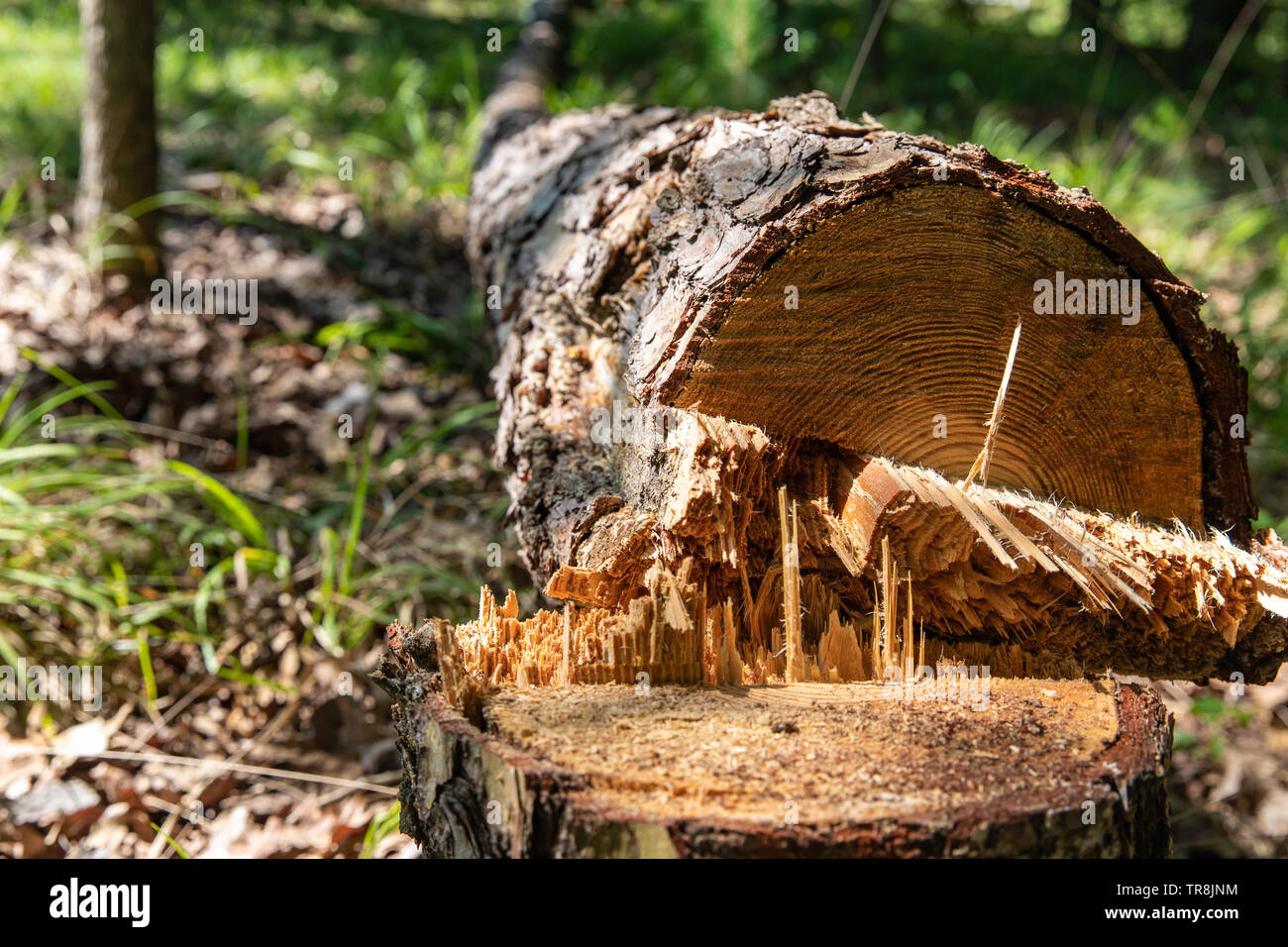 Fallen pine tree and stump after being cut down with a chainsaw because