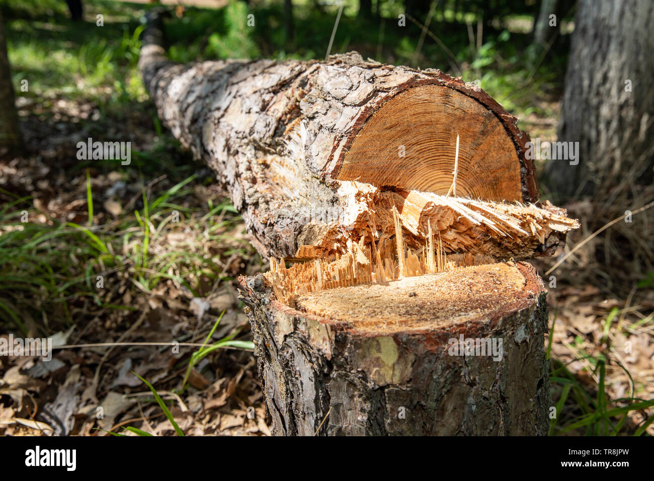 Fallen pine tree and stump after being cut down with a chainsaw because it was dead Stock Photo