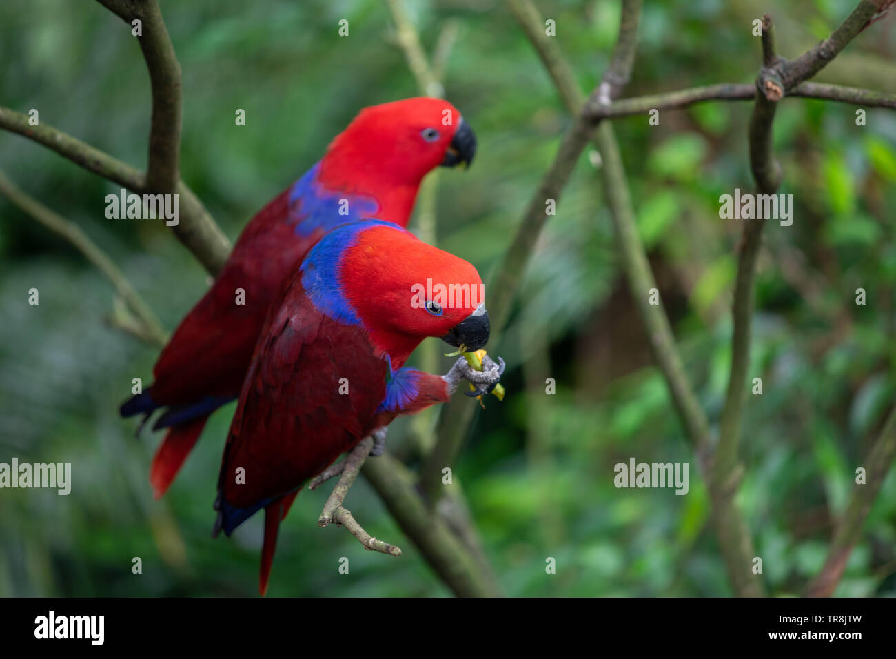 Female Eclectus Parrot With Bright Red And Purple Blue Plumage Stock Photo Alamy