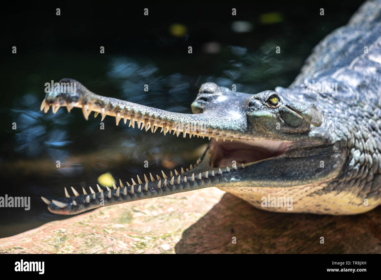 The Gharial also known as the gavial, is a crocodilian in the family Gavialidae Stock Photo