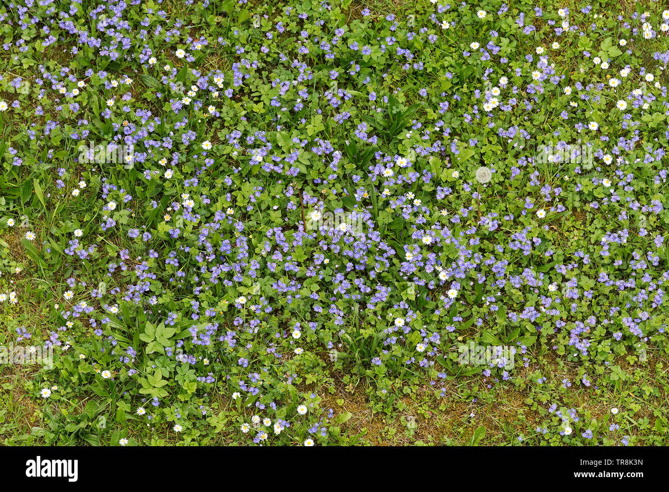Forget-me-not flowers blooming in the green grass. Blooming little blue meadow flower Stock Photo
