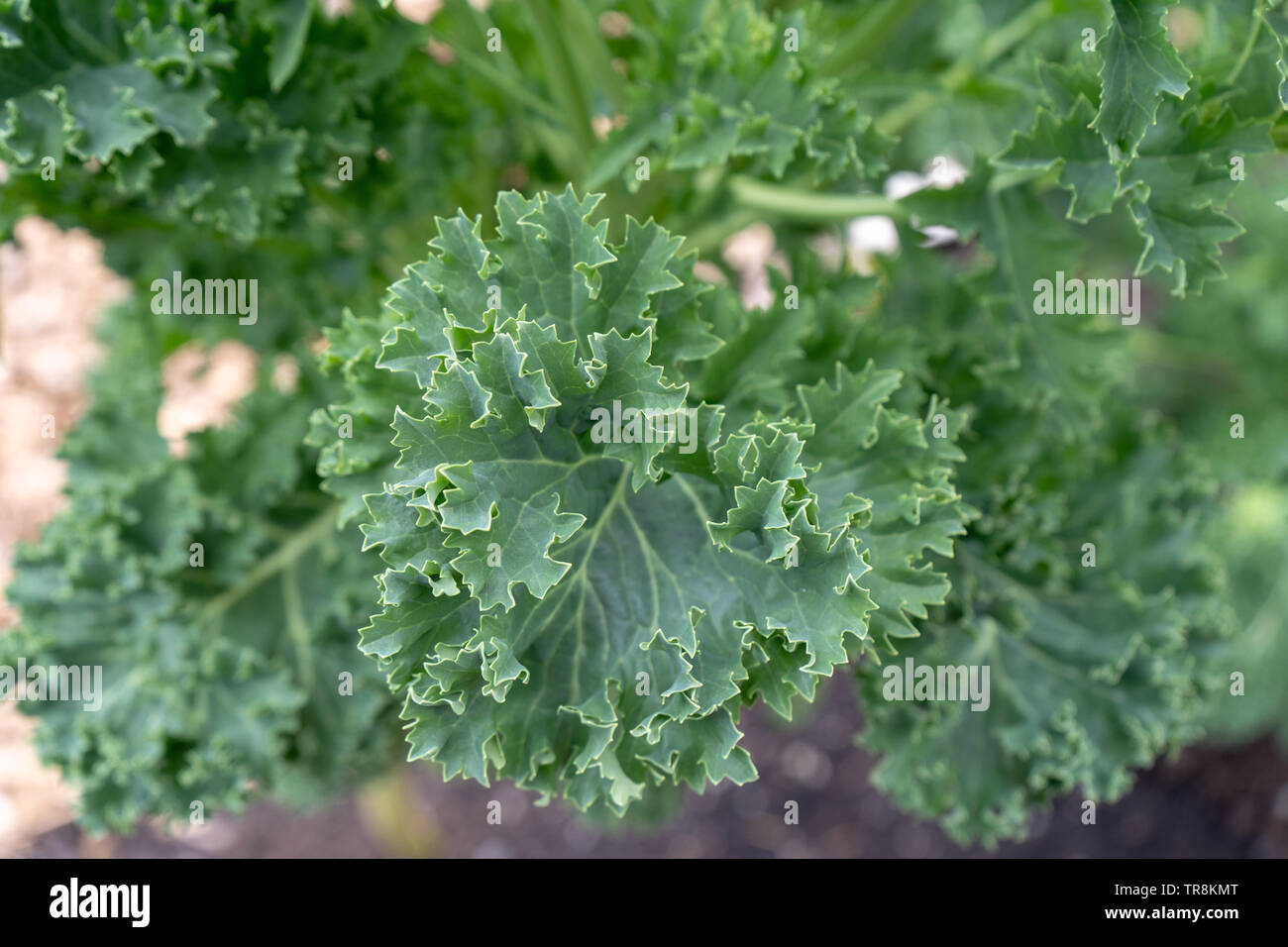 Edible kale leaves while flowering, changing their shape. Kale flowers not showing. These are the transformed, bitter leaves growing on bolting kale. Stock Photo