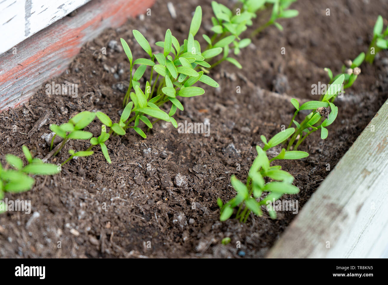 Cilantro sprout hi-res stock photography and images - Alamy