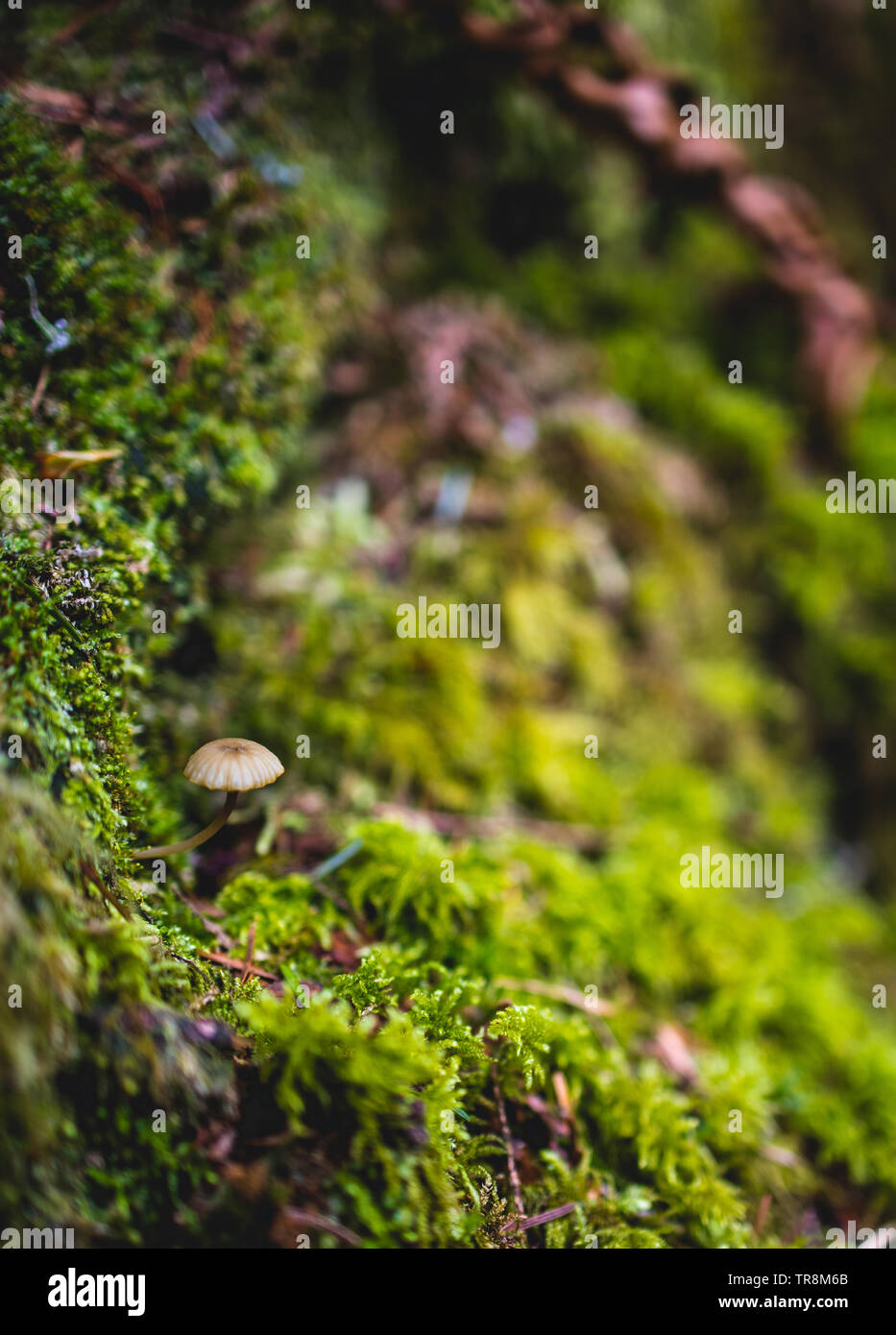 Mushroom (Marasmius oreades) growing within the moss in the forest Stock Photo