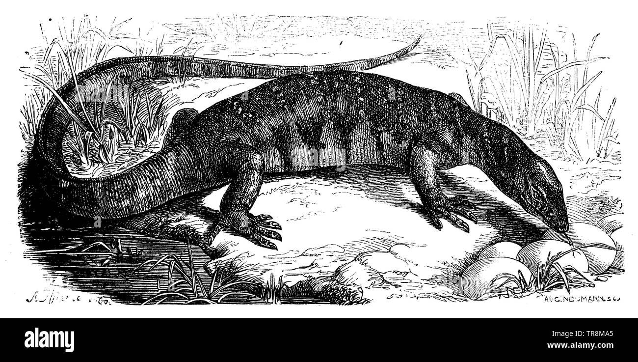 Egyptian monitor, , (zoology book, 1872 Stock Photo Alamy