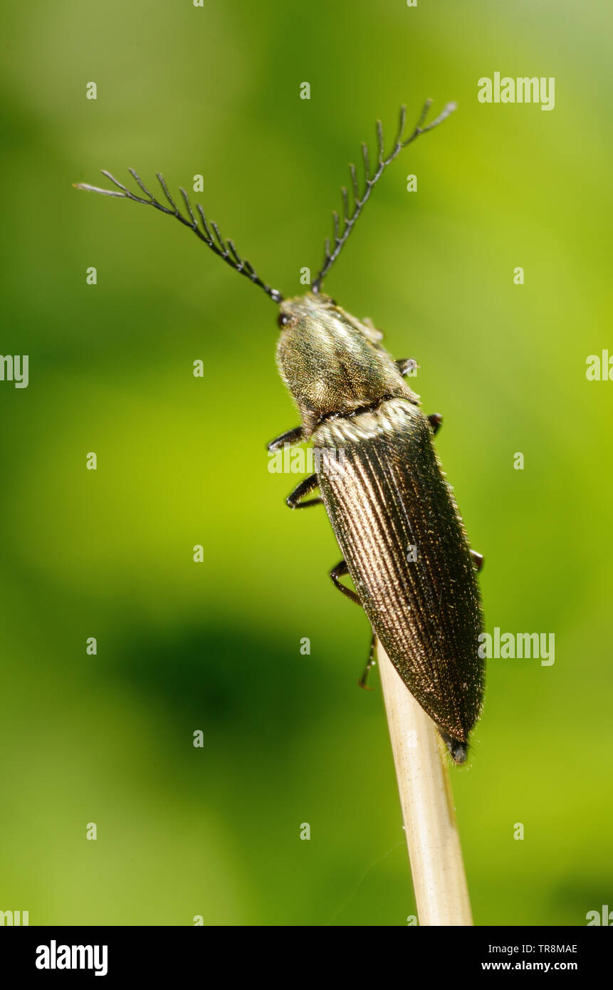 Beetle crawling on a stalk of grass .Insects are very active during the day.The Latin name for the beetle is Ctenicera pectinicornis. Stock Photo