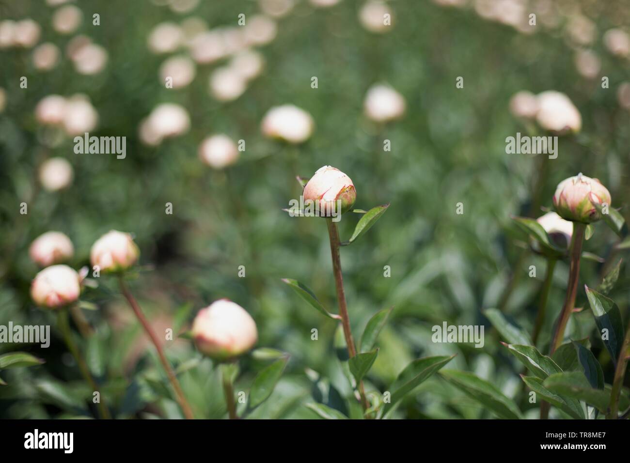Peonies field hires stock photography and images Alamy