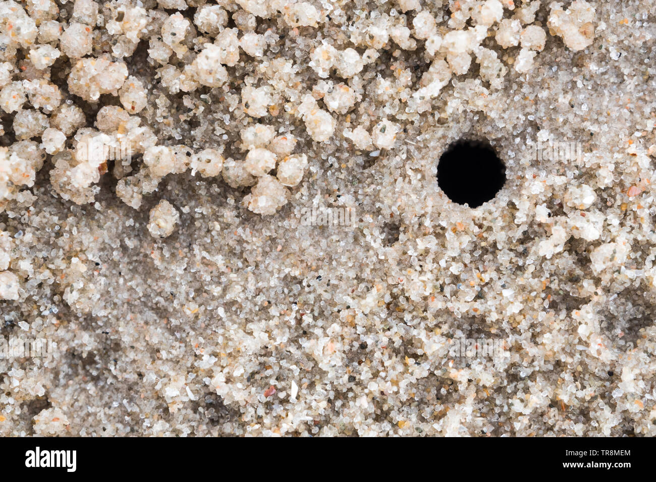 Ghost crab' hole on sand beach Stock Photo