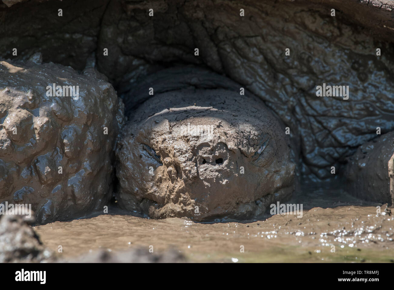 A galapagos giant tortoise (Chelonoidis nigra) wallowing in the mud on Santa Cruz Island, Ecuador. Stock Photo