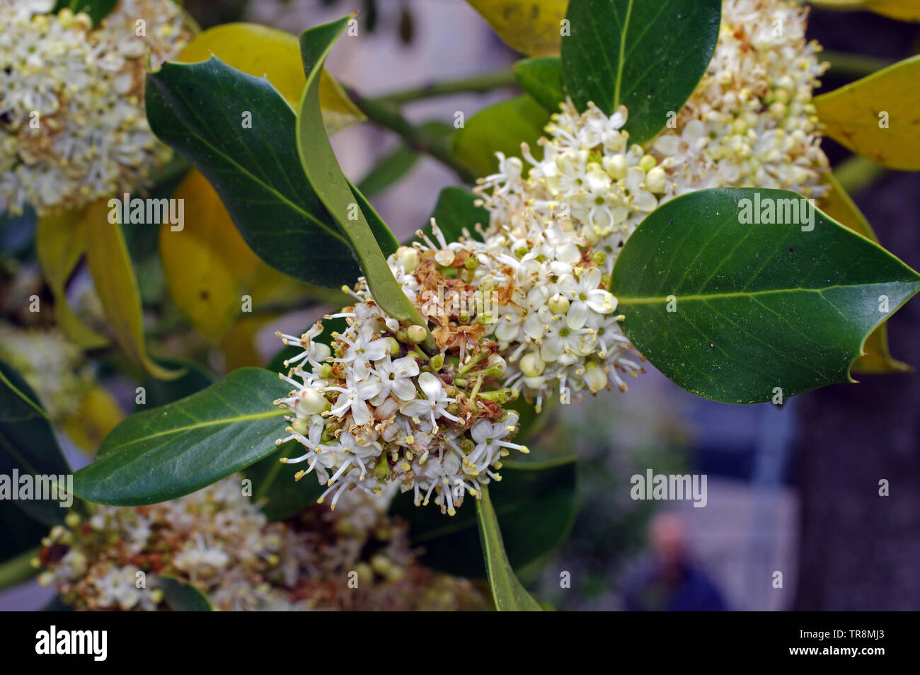 Close up wild flowers hi-res stock photography and images - Alamy