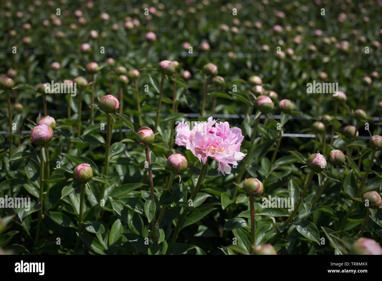 Peonies field hires stock photography and images Alamy