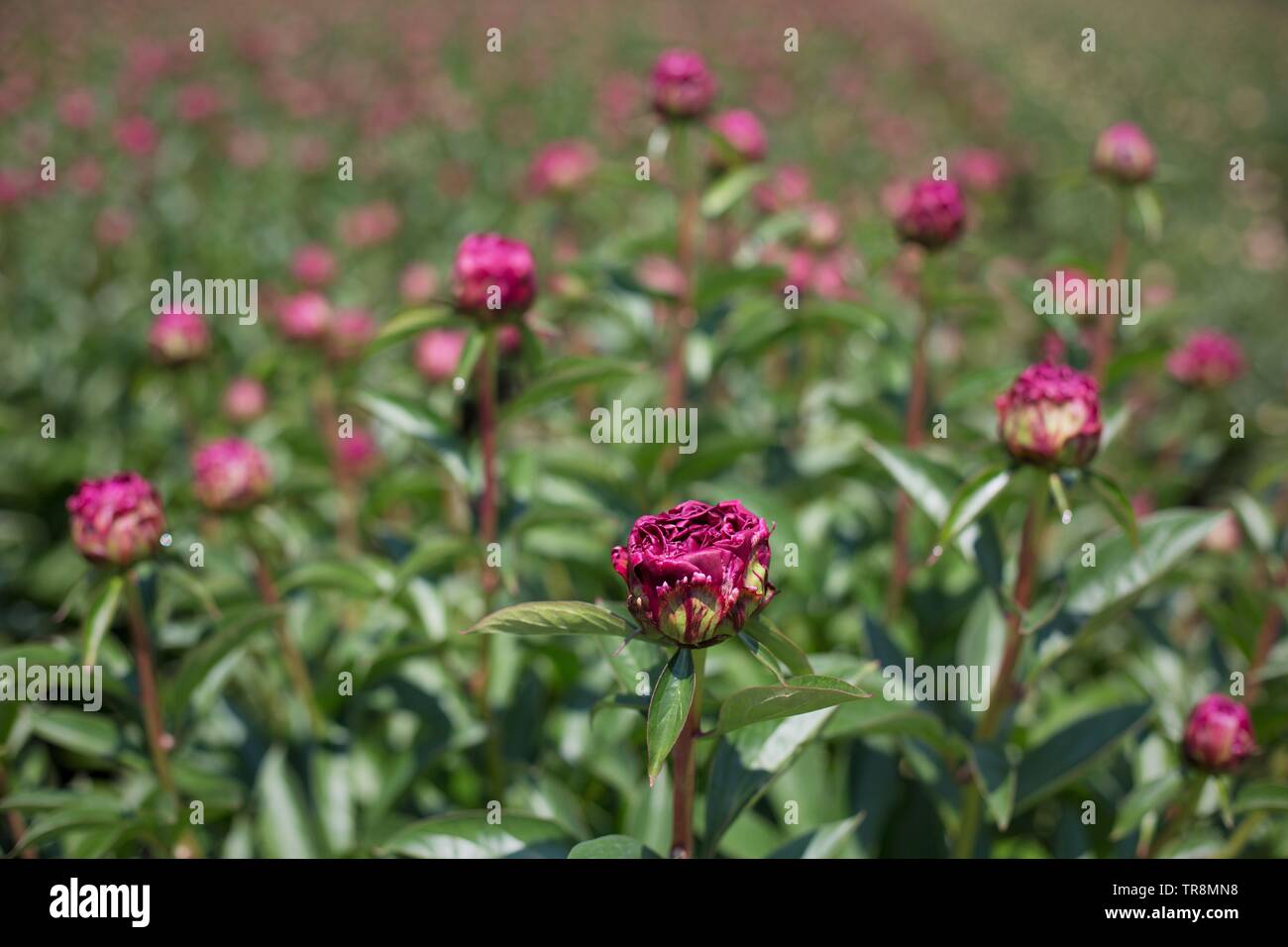 Peonies field hires stock photography and images Alamy
