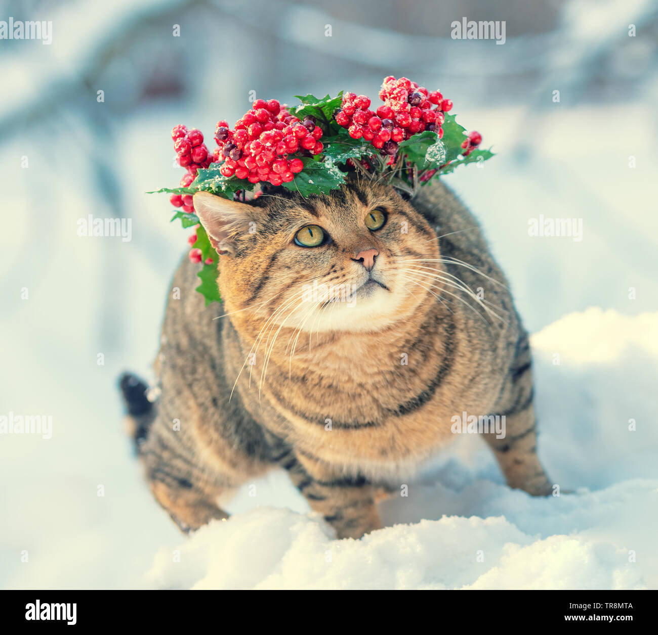 Cat wearing Christmas wreath walking on the snow in winter Stock Photo