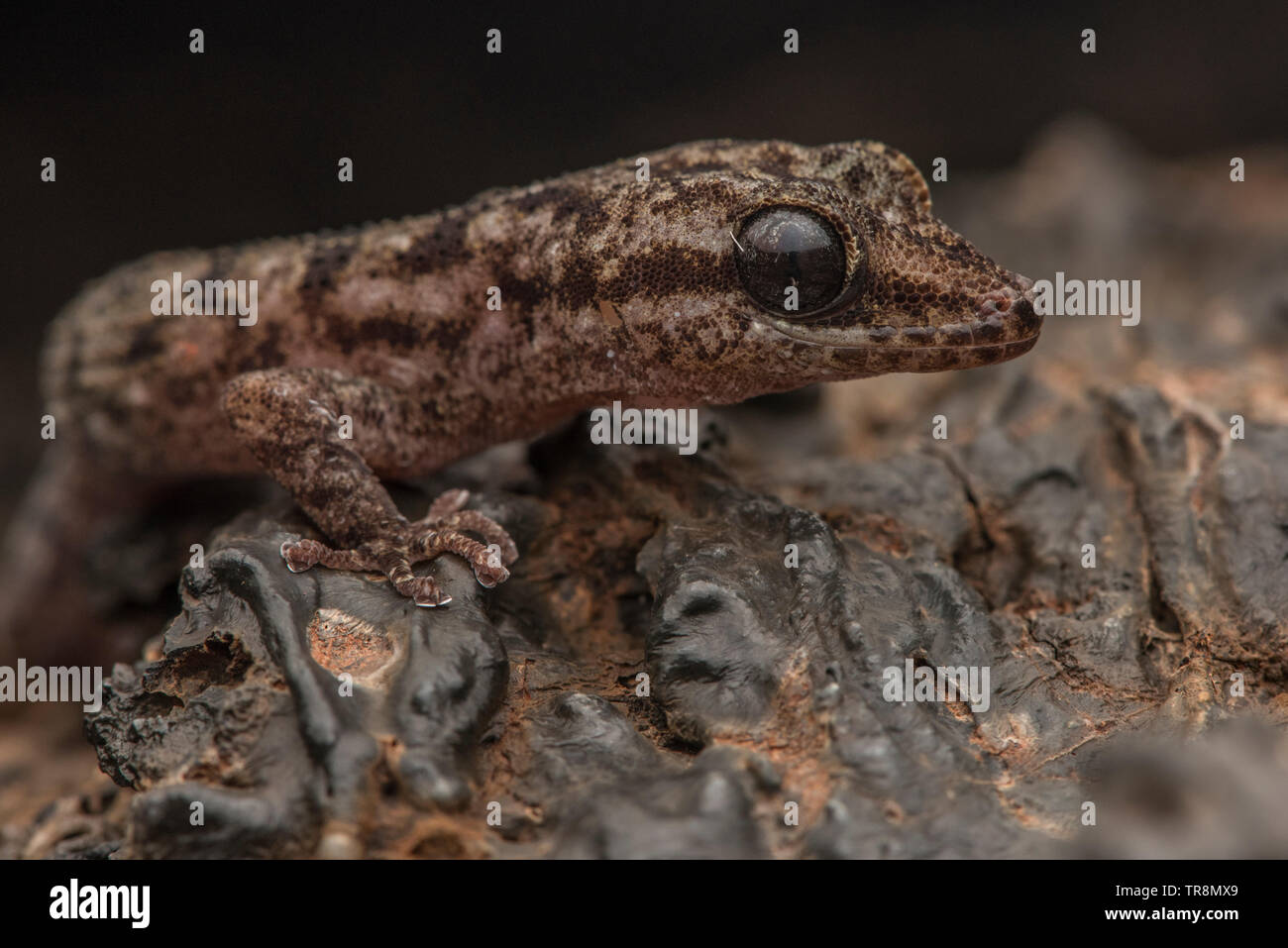 Galapagos Leaf-toed Gecko (Phyllodactylus galapagensis), the leaf toed geckos are the lesser known of the reptiles endemic to the Galapagos islands. Stock Photo