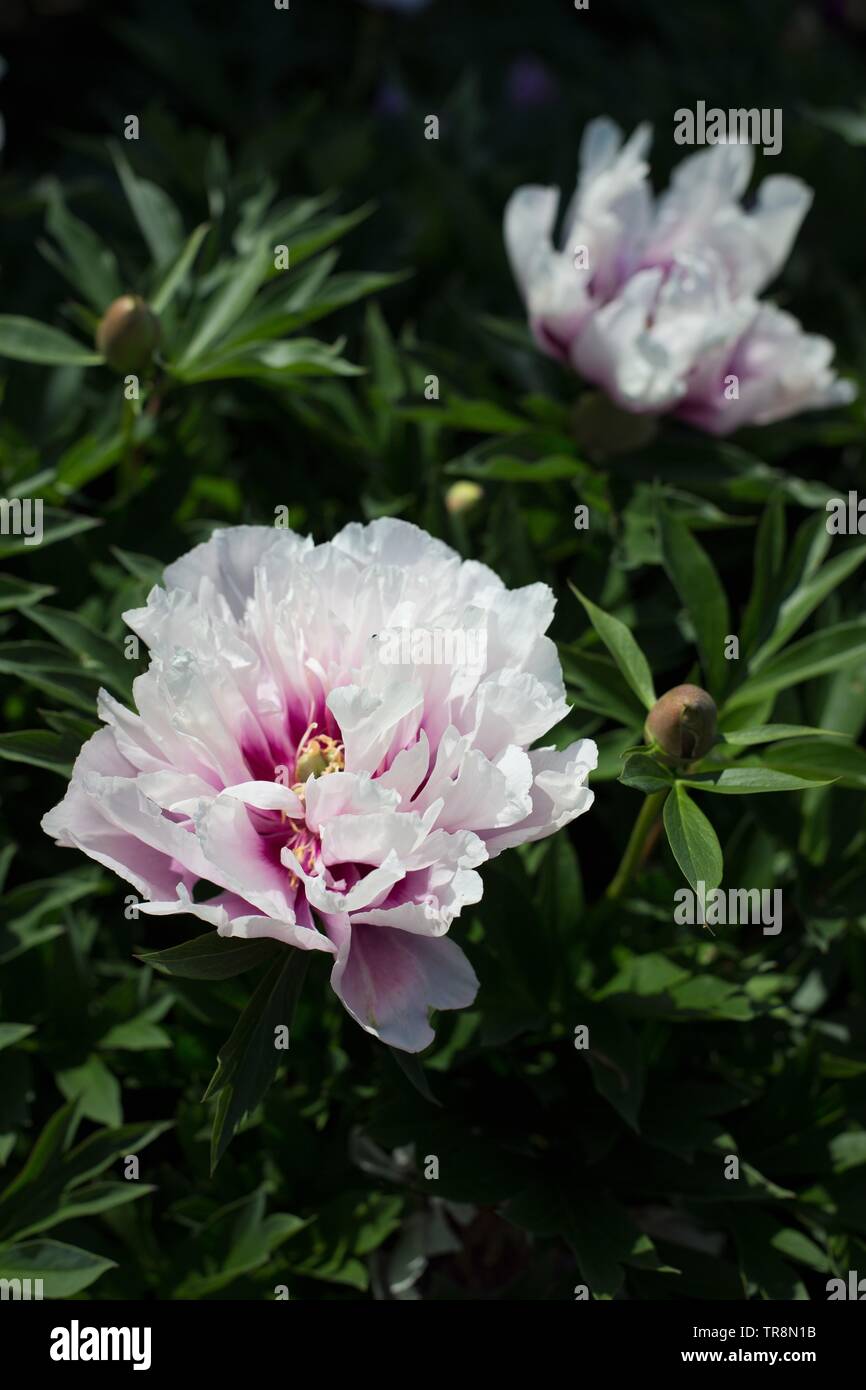 Intersectional peony hi-res stock photography and images - Page 2 - Alamy
