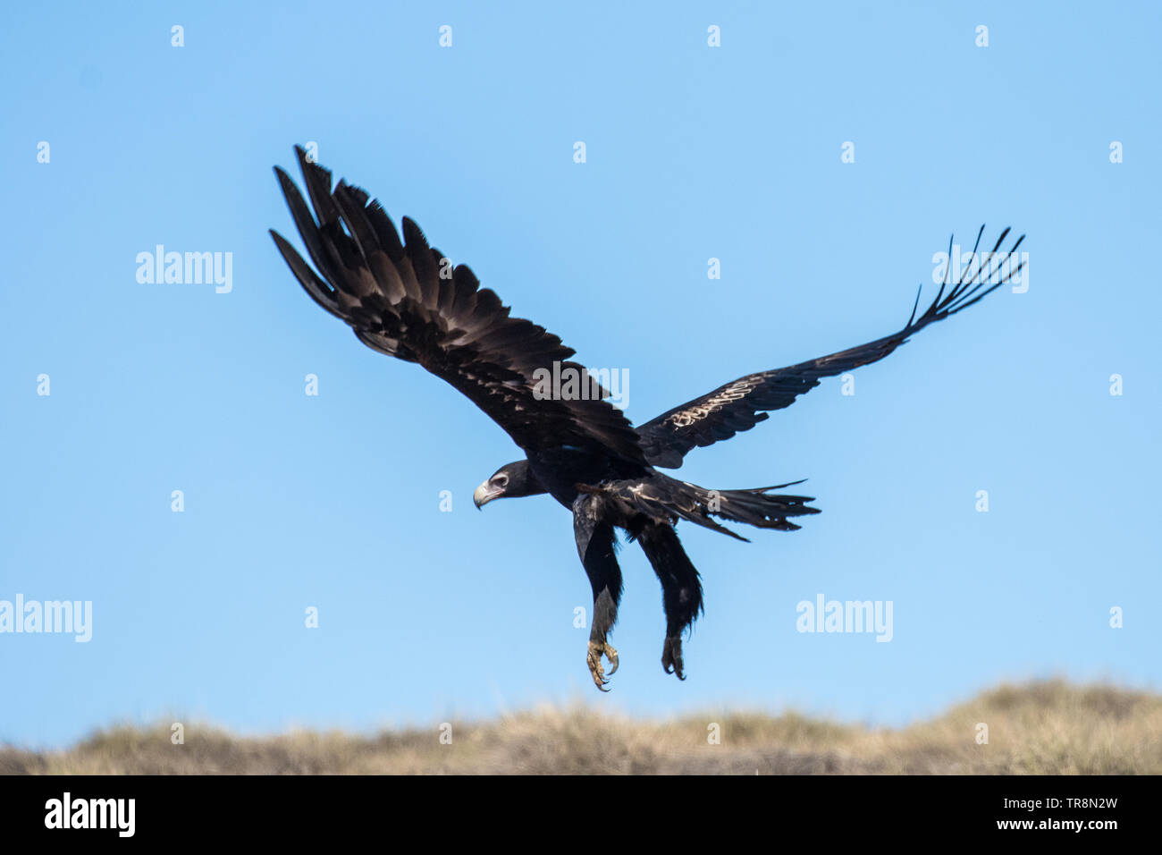 Wedge tailed eagle hi-res stock photography and images - Alamy