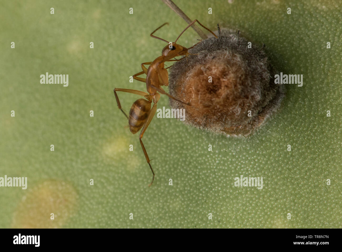 Camponotus conspicuus zonatus an ant introduced to the Galapagos islands, Ecuador. Stock Photo