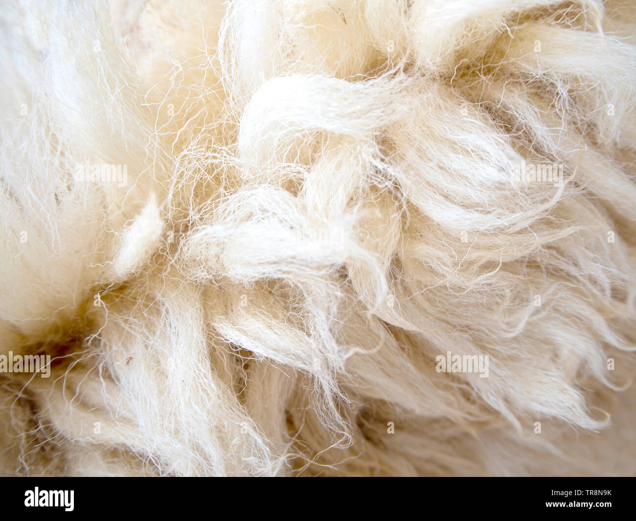 Soft and fluff long sheep wool Stock Photo Alamy