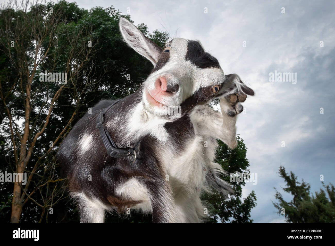 Funny goat raise his leg and rub her ear Stock Photo